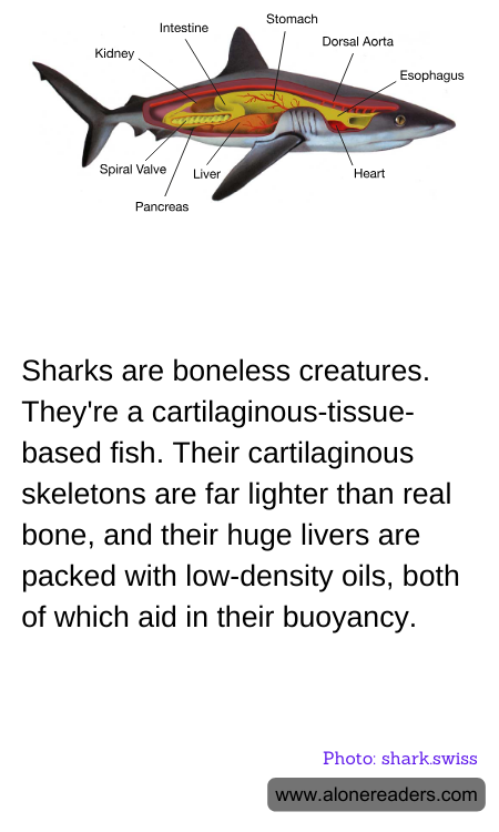 Sharks are boneless creatures. They're a cartilaginous-tissue-based fish. Their cartilaginous skeletons are far lighter than real bone, and their huge livers are packed with low-density oils, both of which aid in their buoyancy.