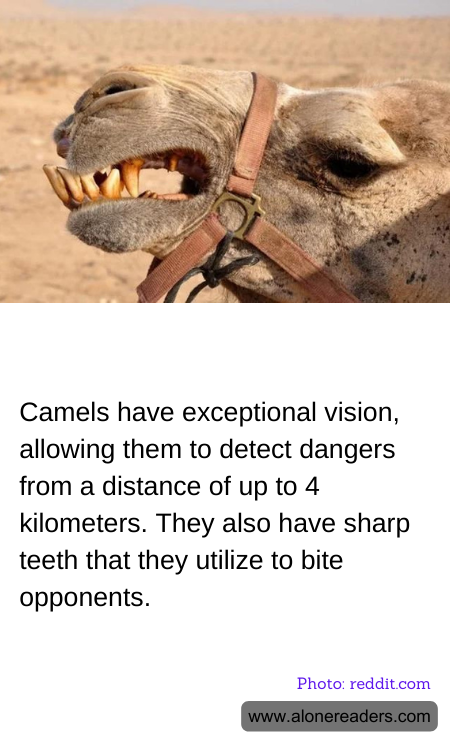 General Knowledge Learning Cards