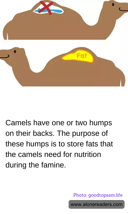 Camels have one or two humps on their backs. The purpose of these humps is to store fats that the camels need for nutrition during the famine.