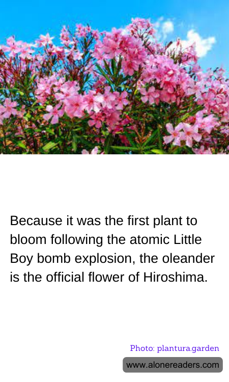 General Knowledge Learning Cards