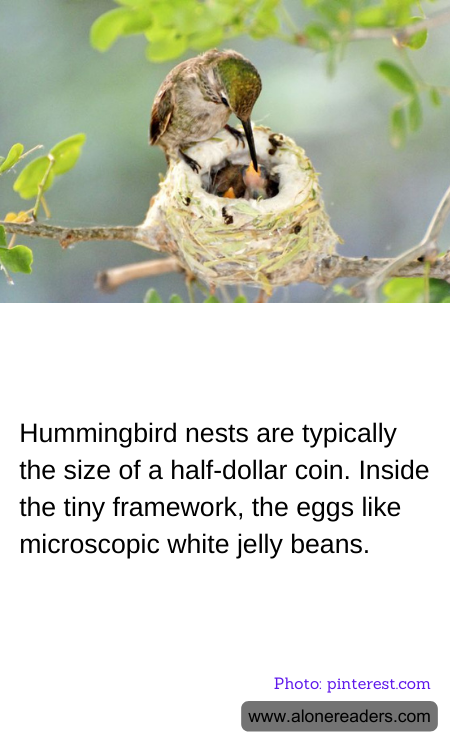Hummingbird nests are typically the size of a half-dollar coin. Inside the tiny framework, the eggs like microscopic white jelly beans.
