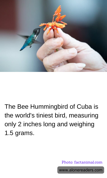The Bee Hummingbird of Cuba is the world's tiniest bird, measuring only 2 inches long and weighing 1.5 grams.