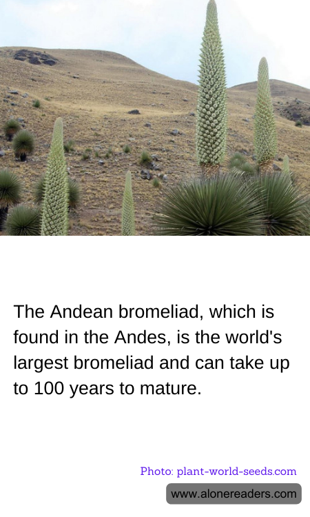 The Andean bromeliad, which is found in the Andes, is the world's largest bromeliad and can take up to 100 years to mature.