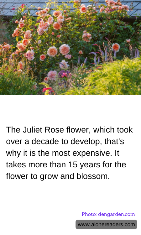 General Knowledge Learning Cards