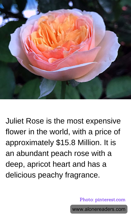 Juliet Rose is the most expensive flower in the world, with a price of approximately $15.8 Million. It is an abundant peach rose with a deep, apricot heart and has a delicious peachy fragrance.