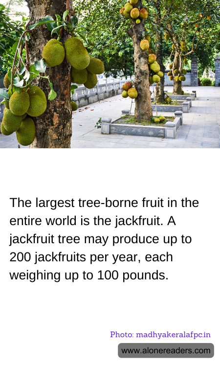 The largest tree-borne fruit in the entire world is the jackfruit. A jackfruit tree may produce up to 200 jackfruits per year, each weighing up to 100 pounds.