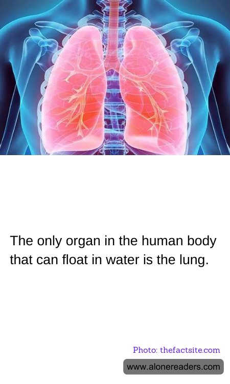 The only organ in the human body that can float in water is the lung.