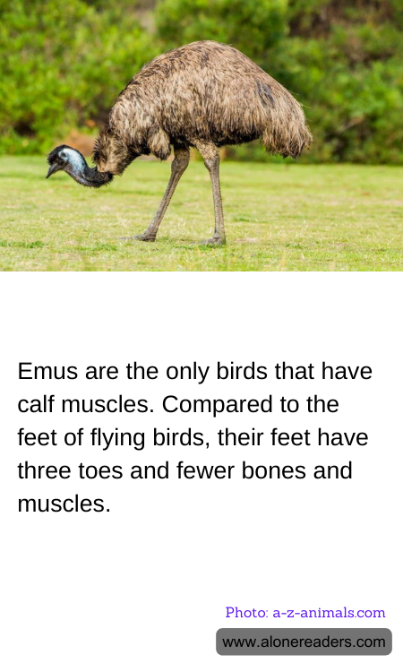 Emus are the only birds that have calf muscles. Compared to the feet of flying birds, their feet have three toes and fewer bones and muscles.
