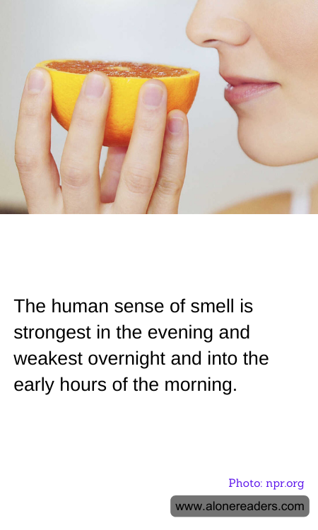 The human sense of smell is strongest in the evening and weakest overnight and into the early hours of the morning.