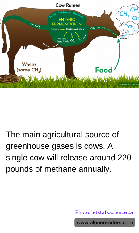 General Knowledge Learning Cards
