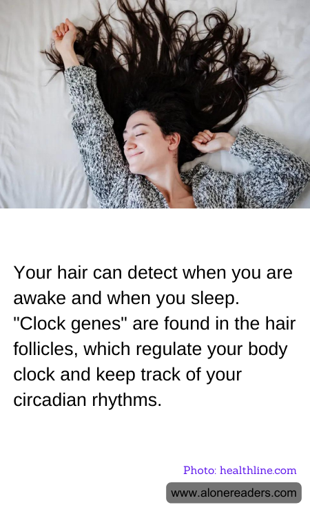 Your hair can detect when you are awake and when you sleep. "Clock genes" are found in the hair follicles, which regulate your body clock and keep track of your circadian rhythms.