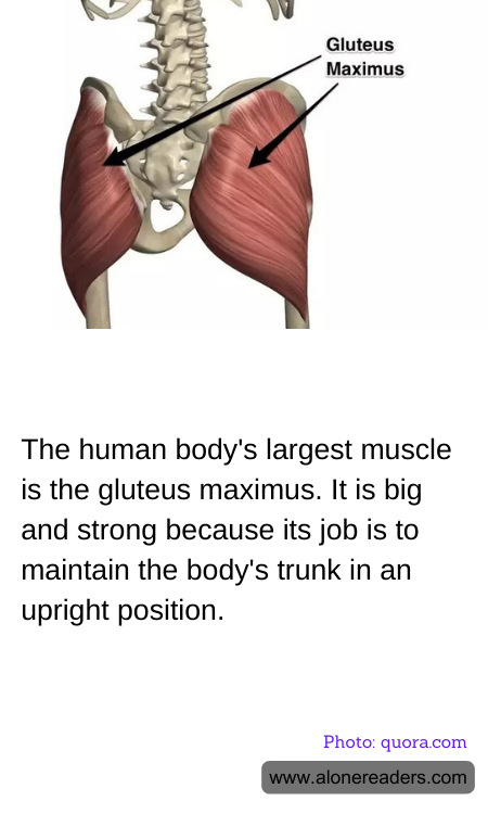 General Knowledge Learning Cards