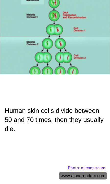 Human skin cells divide between 50 and 70 times, then they usually die.