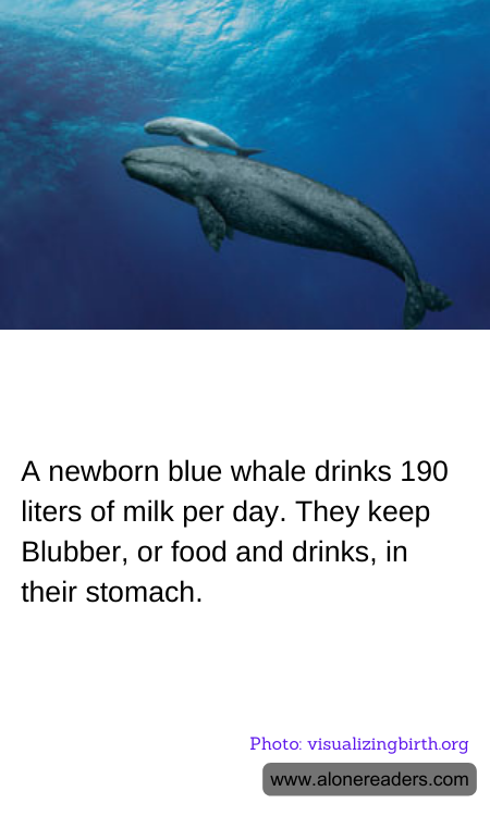 General Knowledge Learning Cards