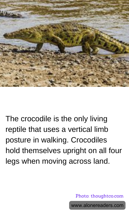 General Knowledge Learning Cards