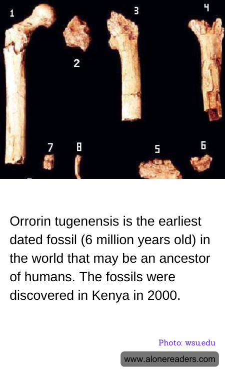 General Knowledge Learning Cards