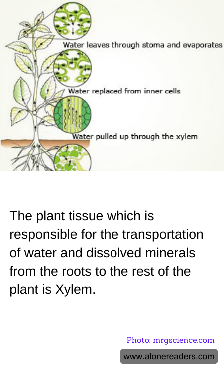 The plant tissue which is responsible for the transportation of water and dissolved minerals from the roots to the rest of the plant is Xylem.