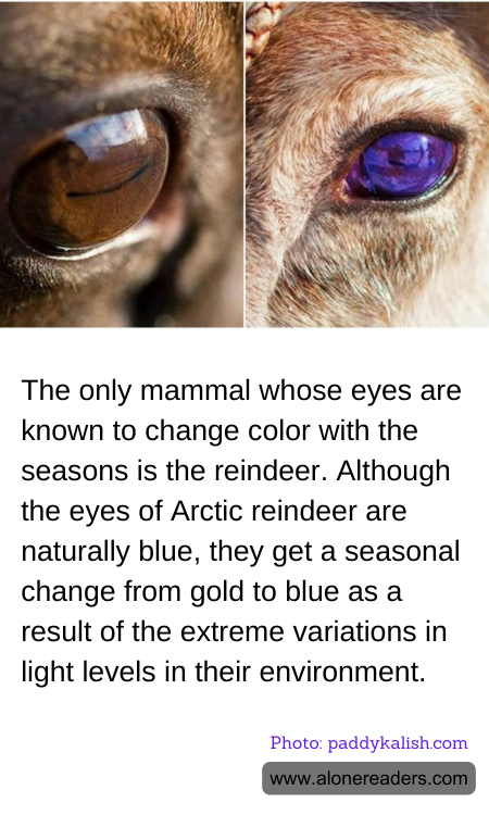 The only mammal whose eyes are known to change color with the seasons is the reindeer. Although the eyes of Arctic reindeer are naturally blue, they get a seasonal change from gold to blue as a result of the extreme variations in light levels in their environment.