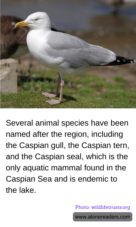 General Knowledge Learning Cards