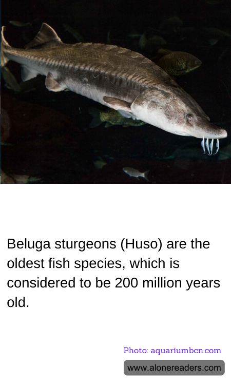 General Knowledge Learning Cards