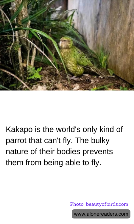 Kakapo is the world's only kind of parrot that can't fly. The bulky nature of their bodies prevents them from being able to fly.