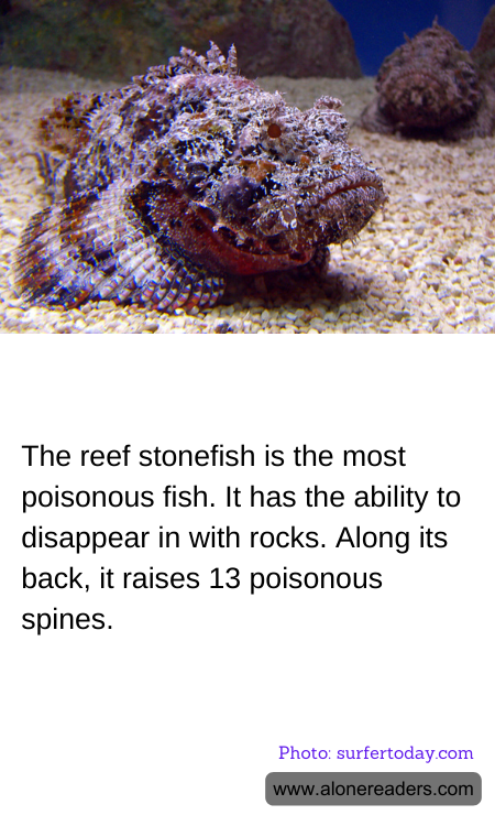 The reef stonefish is the most poisonous fish. It has the ability to disappear in with rocks. Along its back, it raises 13 poisonous spines.