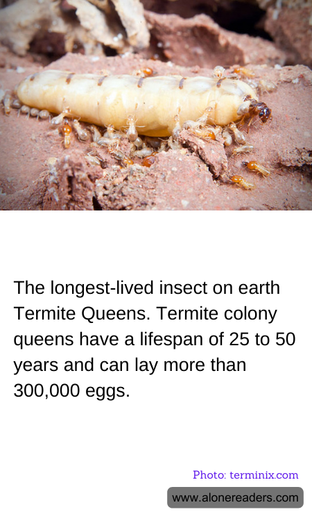The longest-lived insect on earth Termite Queens. Termite colony queens have a lifespan of 25 to 50 years and can lay more than 300,000 eggs.
