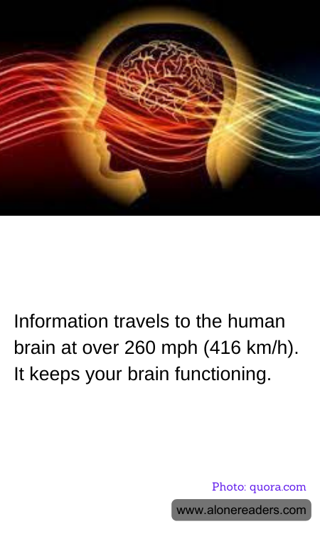 Information travels to the human brain at over 260 mph (416 km/h). It keeps your brain functioning.