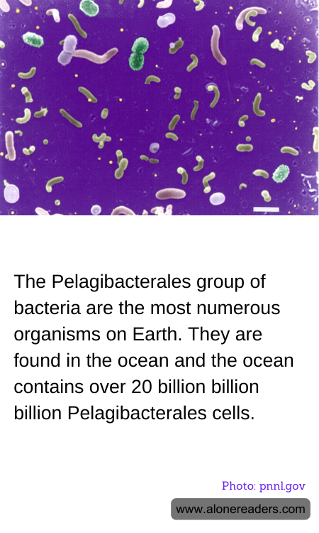 General Knowledge Learning Cards