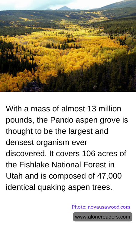 With a mass of almost 13 million pounds, the Pando aspen grove is thought to be the largest and densest organism ever discovered. It covers 106 acres of the Fishlake National Forest in Utah and is composed of 47,000 identical quaking aspen trees.