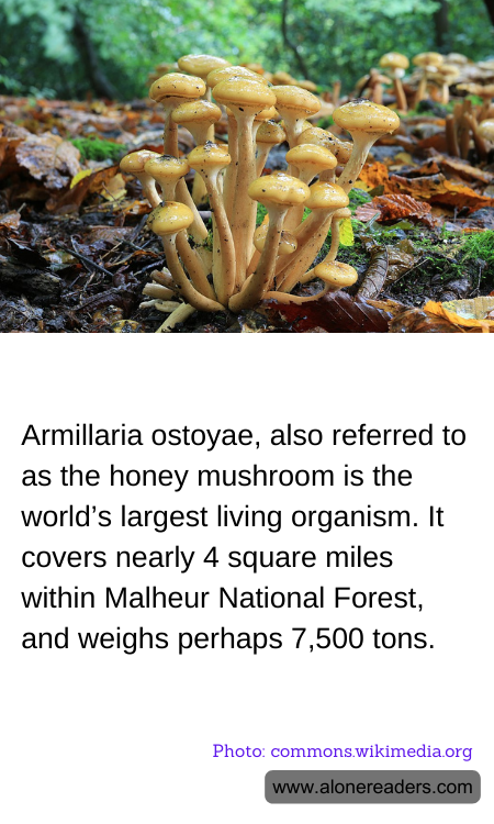 Armillaria ostoyae, also referred to as the honey mushroom is the world’s largest living organism. It  covers nearly 4 square miles within Malheur National Forest, and weighs perhaps 7,500 tons.