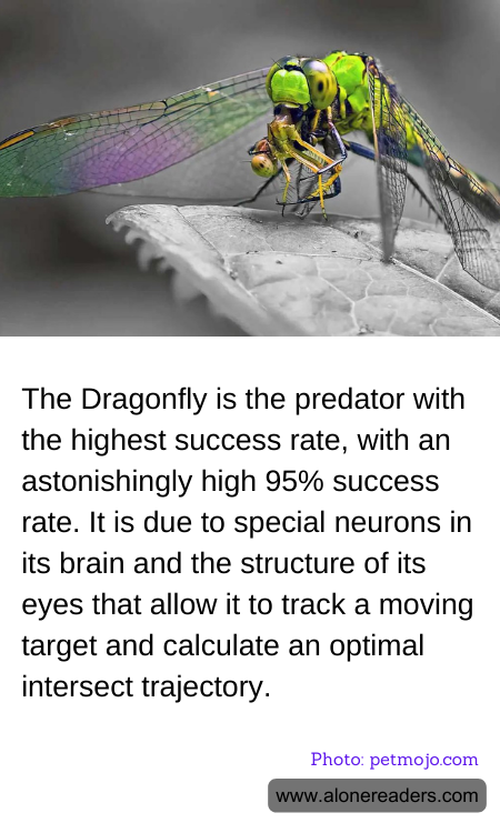 General Knowledge Learning Cards