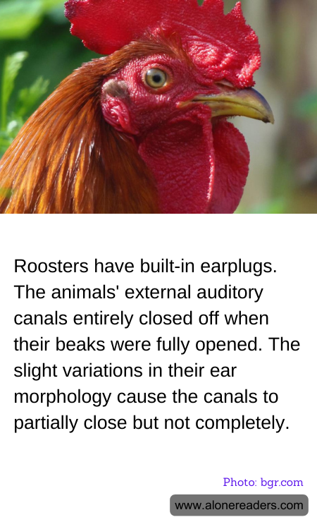 Roosters have built-in earplugs. The animals' external auditory canals entirely closed off when their beaks were fully opened. The slight variations in their ear morphology cause the canals to partially close but not completely.