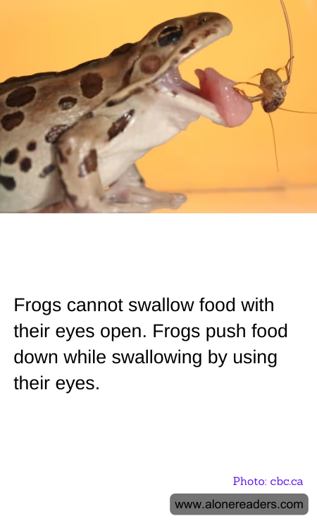 General Knowledge Learning Cards