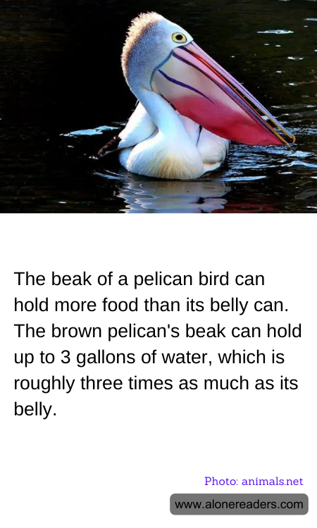 General Knowledge Learning Cards