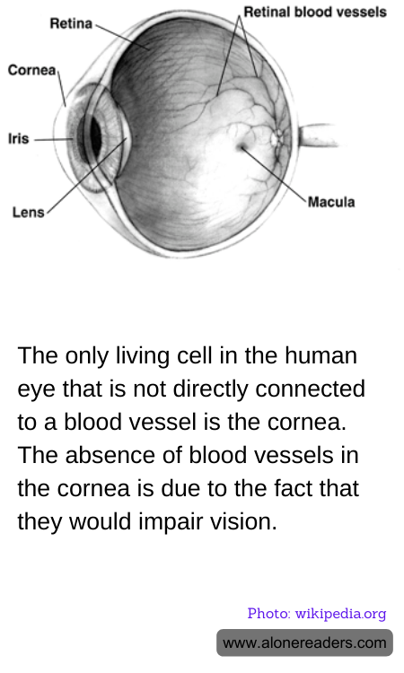 General Knowledge Learning Cards