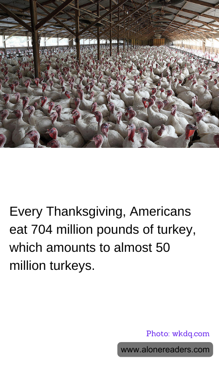 Every Thanksgiving, Americans eat 704 million pounds of turkey, which amounts to almost 50 million turkeys.