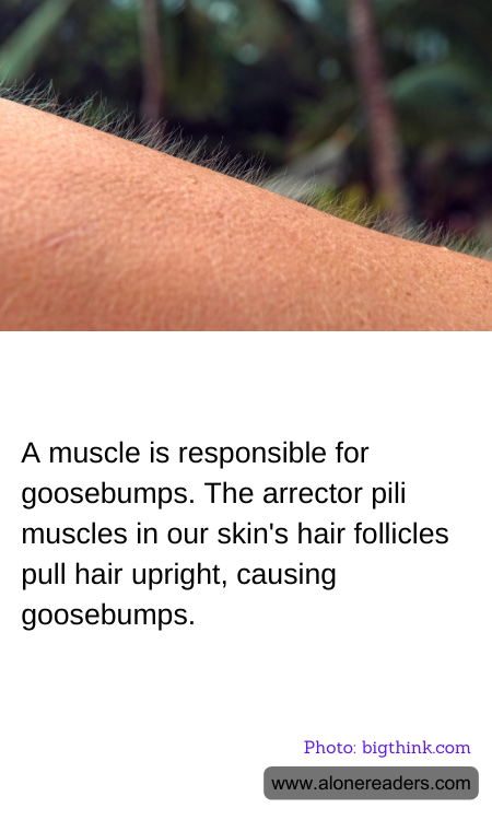 A muscle is responsible for goosebumps. The arrector pili muscles in our skin's hair follicles pull hair upright, causing goosebumps.