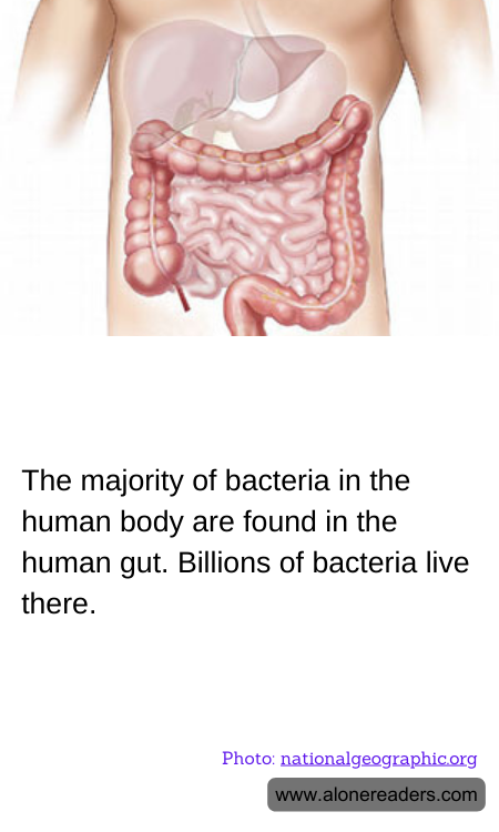 General Knowledge Learning Cards