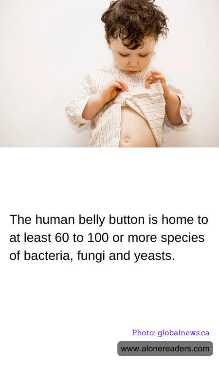 The human belly button is home to at least 60 to 100 or more species of bacteria, fungi and yeasts.