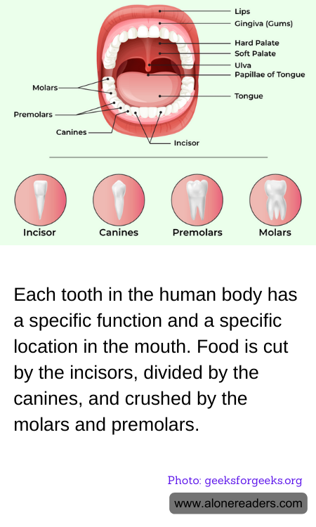 Each tooth in the human body has a specific function and a specific location in the mouth. Food is cut by the incisors, divided by the canines, and crushed by the molars and premolars.