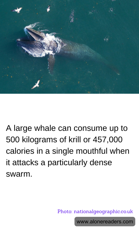 A large whale can consume up to 500 kilograms of krill or 457,000 calories in a single mouthful when it attacks a particularly dense swarm.