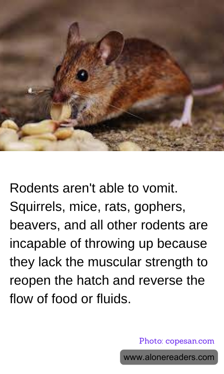 Rodents aren't able to vomit. Squirrels, mice, rats, gophers, beavers, and all other rodents are incapable of throwing up because they lack the muscular strength to reopen the hatch and reverse the flow of food or fluids.