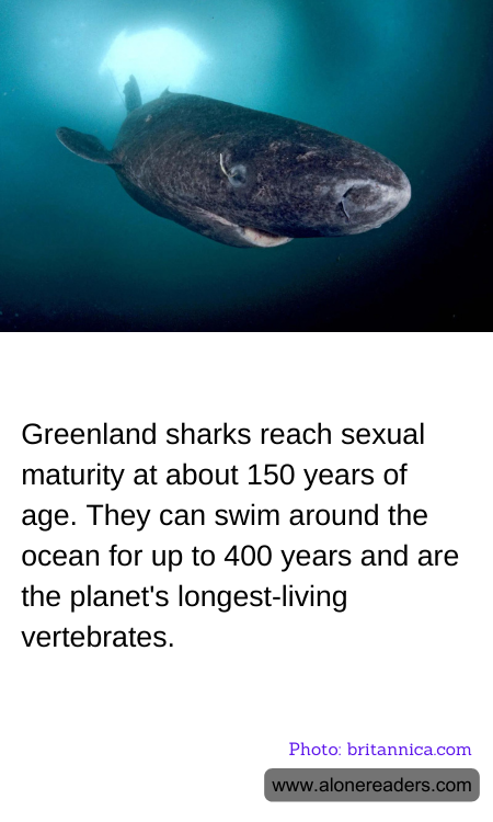 Greenland sharks reach sexual maturity at about 150 years of age. They can swim around the ocean for up to 400 years and are the planet's longest-living vertebrates.