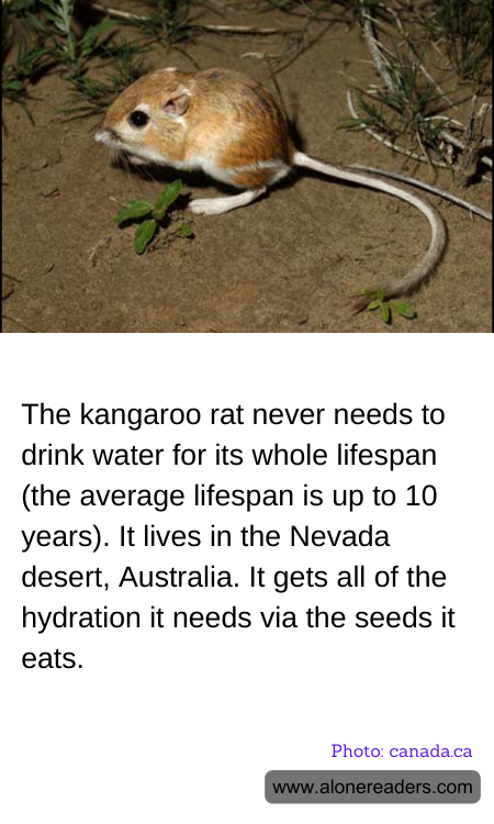 General Knowledge Learning Cards