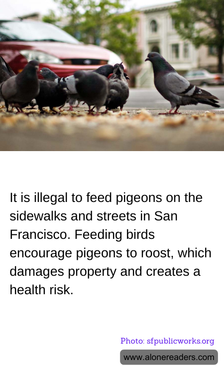 It is illegal to feed pigeons on the sidewalks and streets in San Francisco. Feeding birds encourage pigeons to roost, which damages property and creates a health risk.