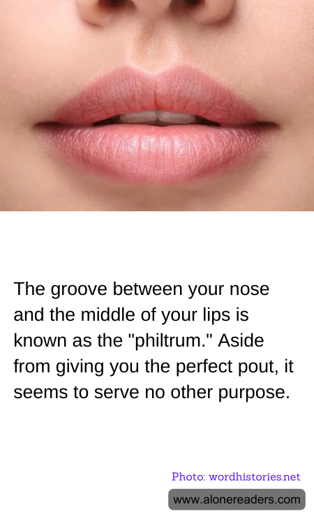 The groove between your nose and the middle of your lips is known as the "philtrum." Aside from giving you the perfect pout, it seems to serve no other purpose.