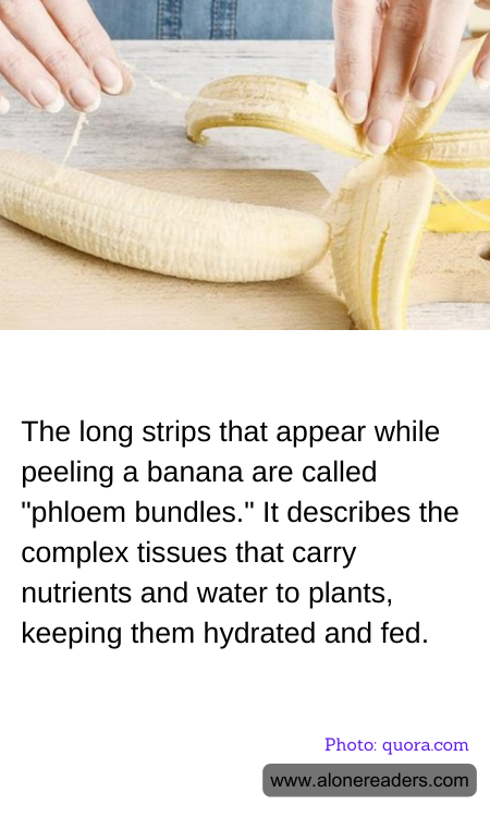 The long strips that appear while peeling a banana are called "phloem bundles." It describes the complex tissues that carry nutrients and water to plants, keeping them hydrated and fed.