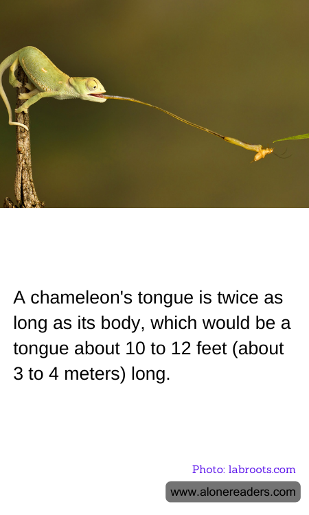 General Knowledge Learning Cards