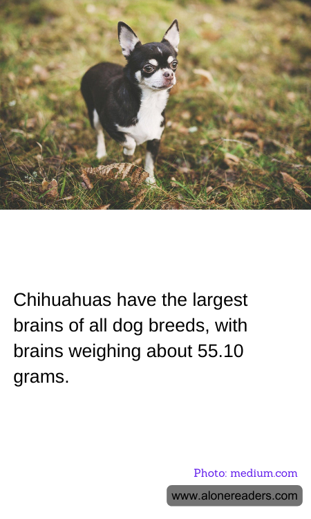 General Knowledge Learning Cards